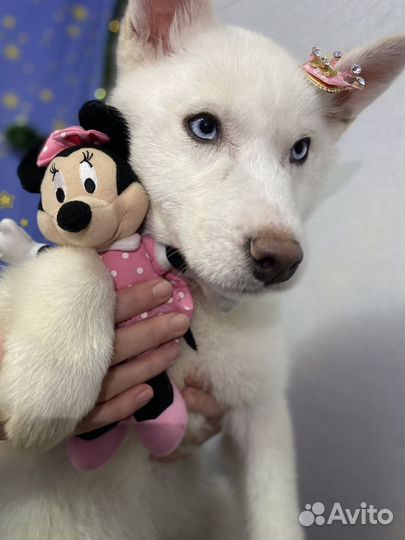 Сибирский хаски