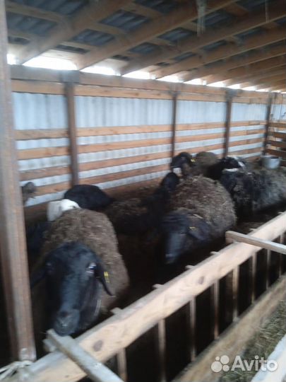 Курдючные племенные бараны