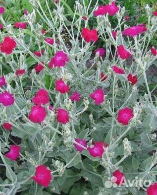 Лихнис корончатый