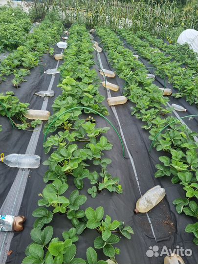 Рассада клубники Королева Елизавета