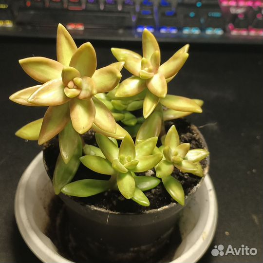 Крассула, седум