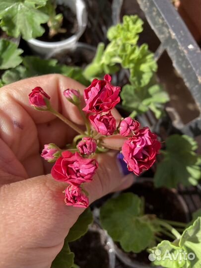 Укорененные черенки пеларгоний