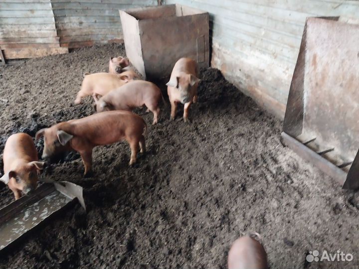 Поросята дюрок