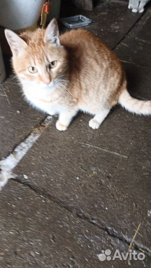 Отдам кота в добрые руки