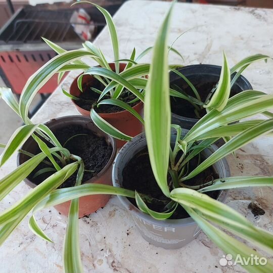 Хлорофитум