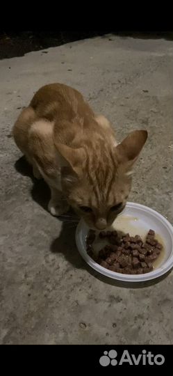 Котик Февзи в добрые руки
