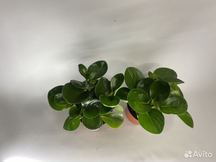 Пеперомия туполистная комнатные цветы