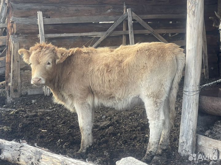 Телочка 6 месяцев