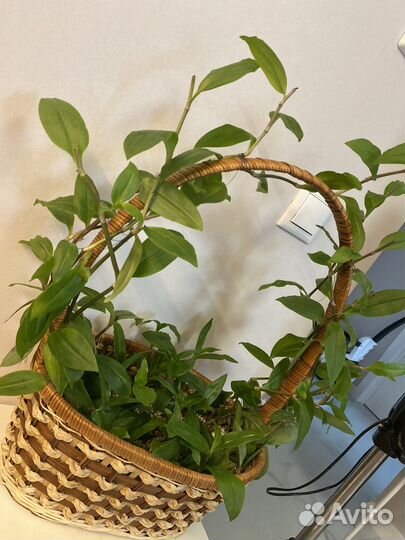 Традесканция