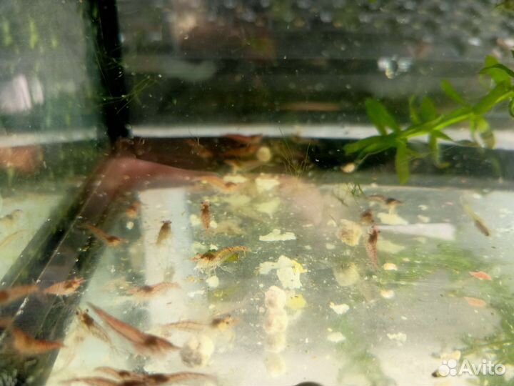 Креветки и малек гуппи