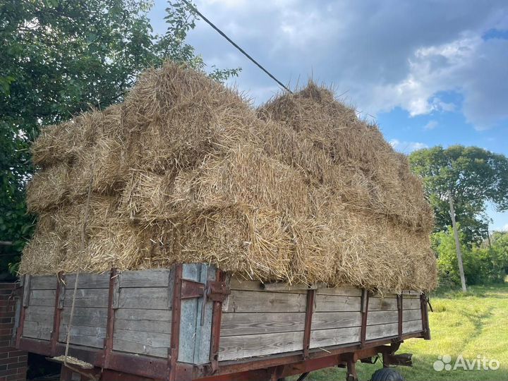 Солома пшеничная в тюках