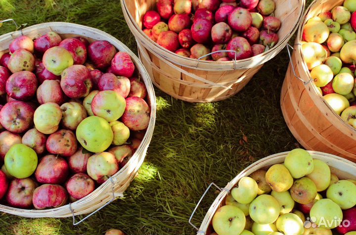 Разнорабочие на сбор яблок(вахта) 15смен