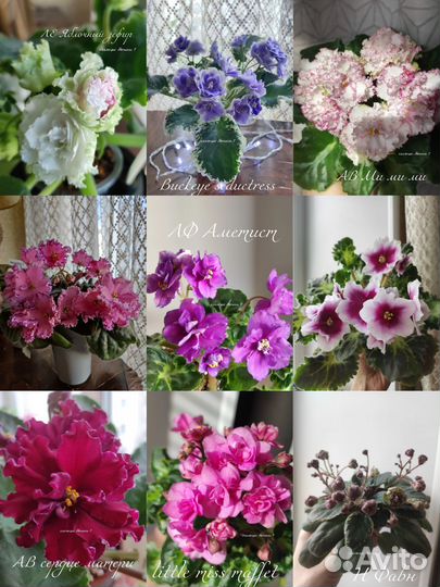 Сортовые фиалки