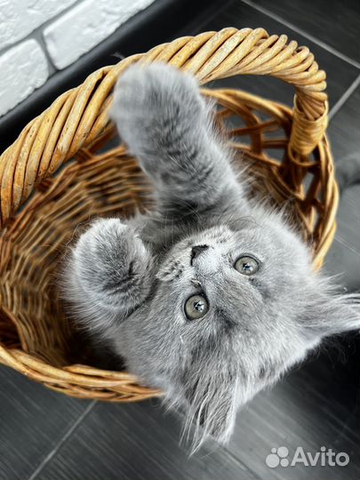 Британские котята