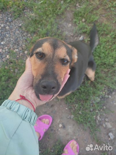 Собака в добрые руки отдам бесплатно