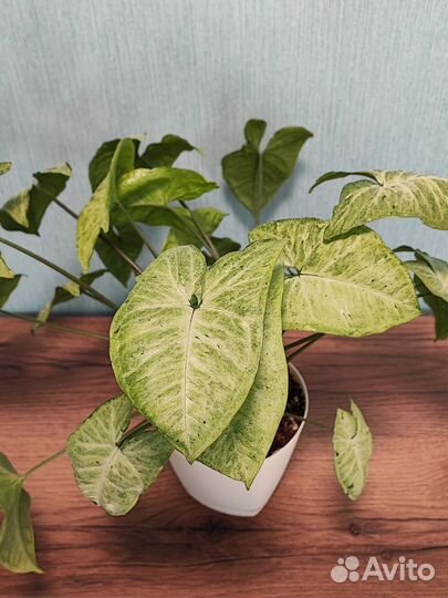 Сингониум фриклес