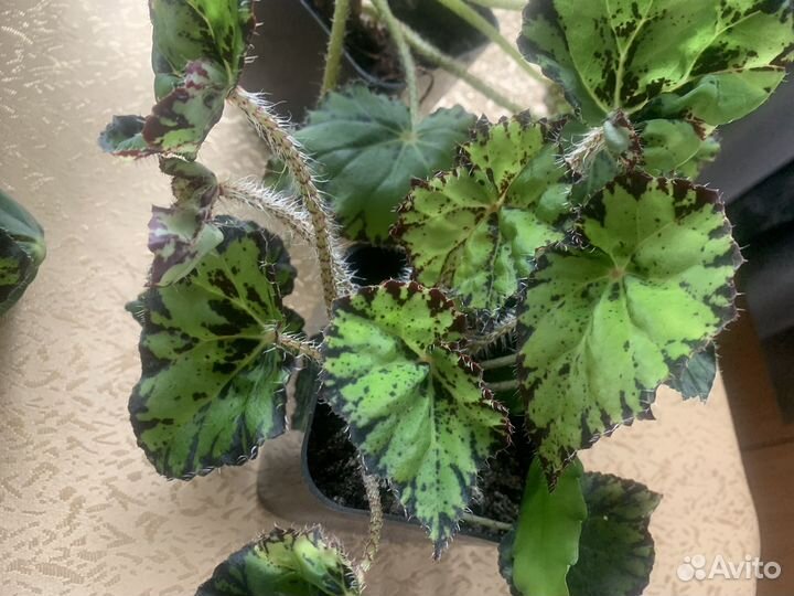 Бегония тигровая. Декабрист 2/1