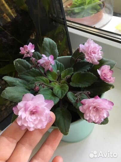 Растения разные