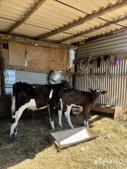 Крс быки телята