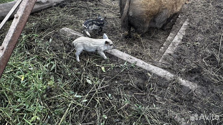 Венгерская мангалица