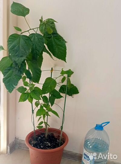 Молочай Тирукалли