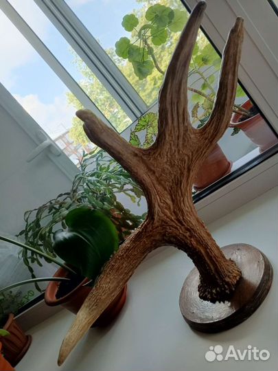 Рога лося на медальоне