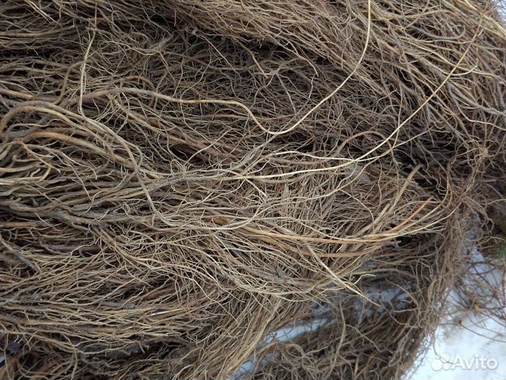 Рассада клубники Альба фриго