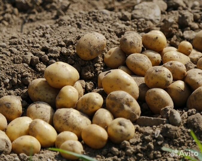 Продам картофель урожай 2023