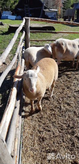 Катумский ягненок, баранчик