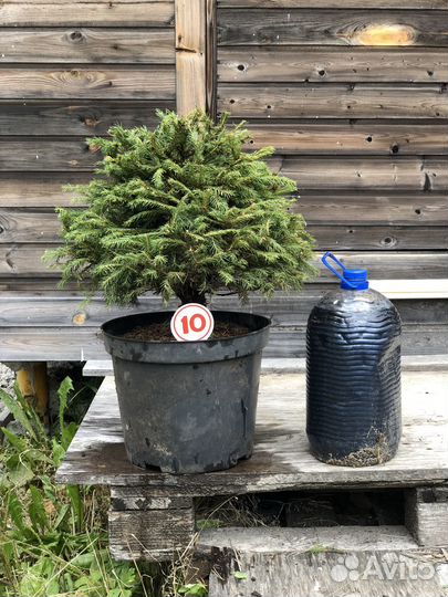 Ели для сада