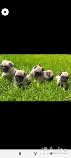 Щенки мопса
