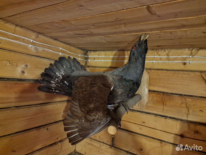 Чучело глухаря