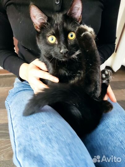 Котёнок