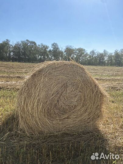 Сено суданка