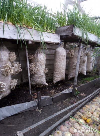 Готовые созревшие блоки вешенки разных штаммов