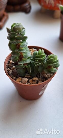 Суккуленты