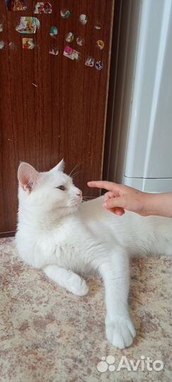 Белоснежный котик