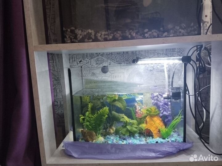 Аквариум