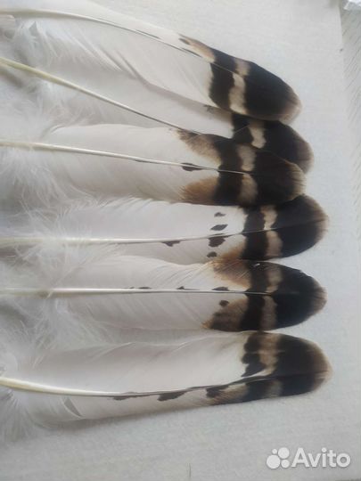 Перо для письма, писчие перья