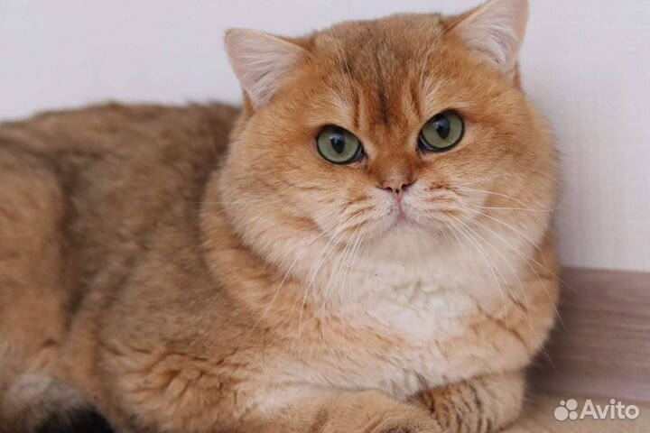 Британский кот в разведение