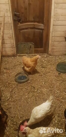 Куры молодки разных пород и несушки