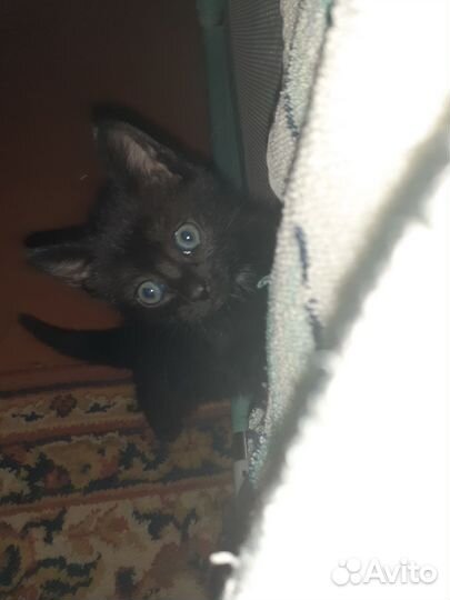 Котята