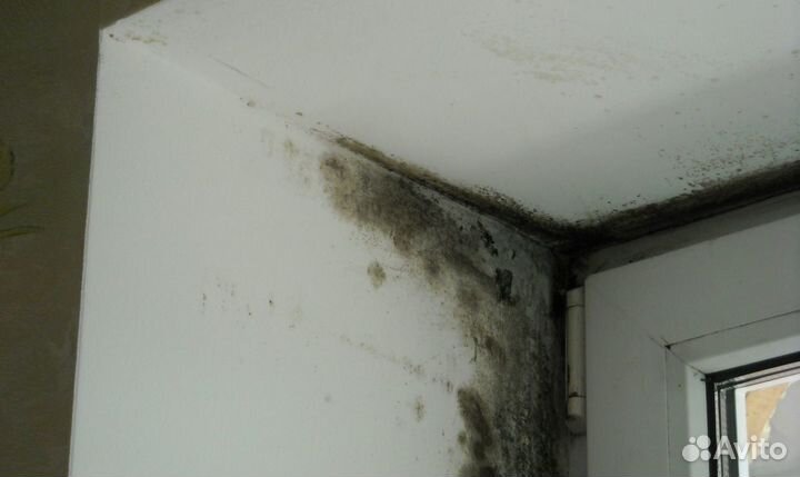 Удаление грибка плесени устранение запахов озоном