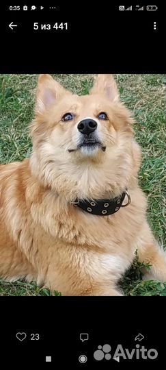 Вязка собак