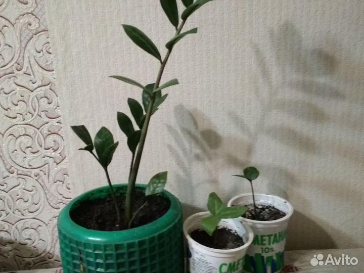 Замиокулькас