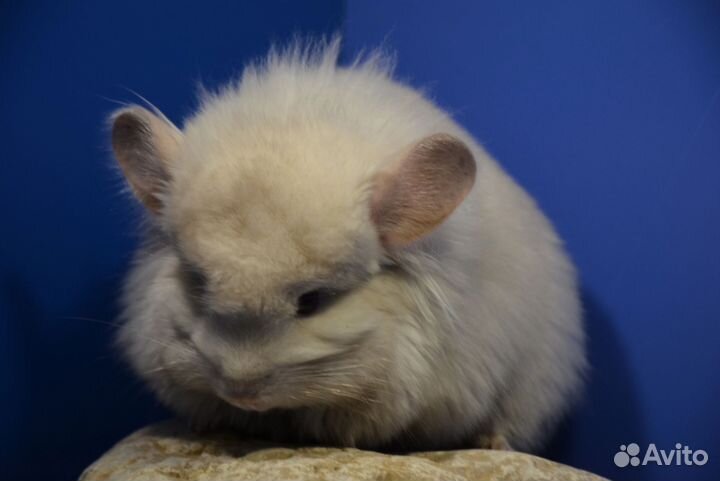 Шиншиллы ангоры и носители