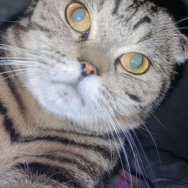 Шотландский вислоухий короткошёрстный котёнок