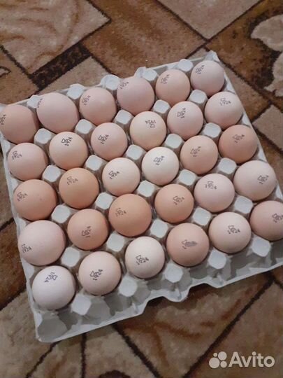 Инкубационное яйцо