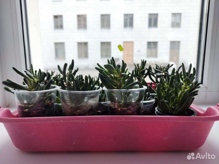 Суккуленты, фикусы
