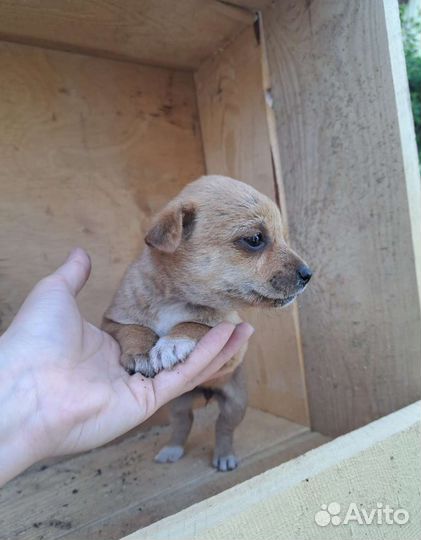 В добрые руки